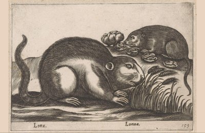 Två bisamråttor Lonx/ Lonza (titel på objekt) Djur och mytiska varelser (serietitel) Nova raccolta de li animali piu curiosi del mondo (serietitel) av Antonio Tempesta