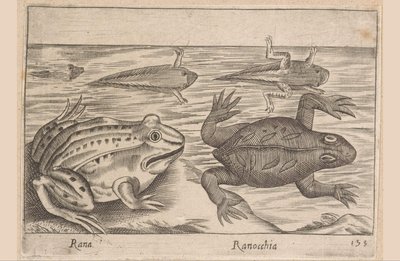 Fem stadier av en groda Rana/ Ranocchia (titel på objekt) Djur och mytiska varelser (serietitel) Nova raccolta de li animali piu curiosi del mondo (serietitel) av Antonio Tempesta