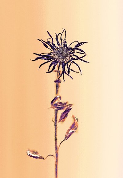  av Antonius Antonius