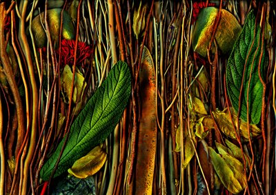  av Antonius Antonius