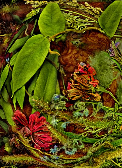  av Antonius Antonius