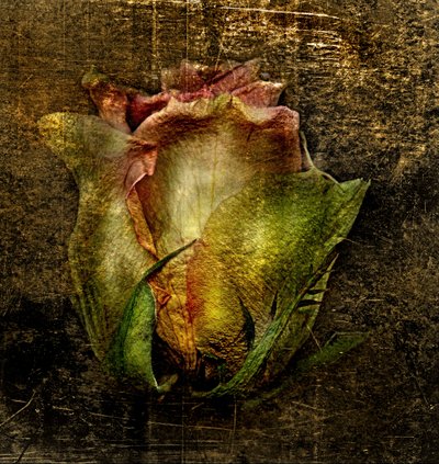  av Antonius Antonius