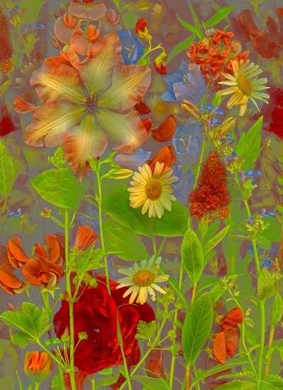  av Antonius Antonius