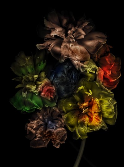  av Antonius Antonius