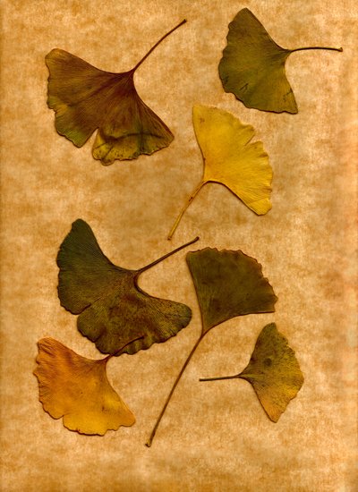  av Antonius Antonius