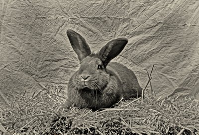  av Antonius Antonius