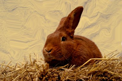  av Antonius Antonius