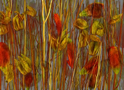  av Antonius Antonius