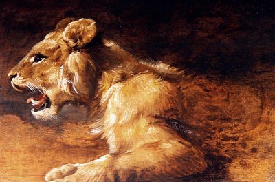 Study of a Young Lion, ca 1640 (olja på panel) av Antwerp School