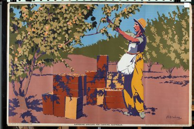 Samla aprikoser för konservering - Australien (färg litho) av Archibald Bertram Webb