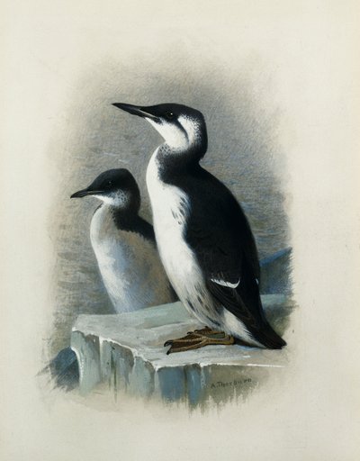 En Brunnichs sillgrissla av Archibald Thorburn
