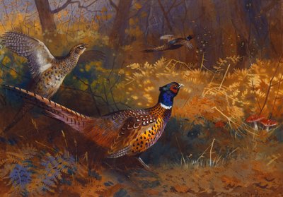 En tupp och en hönsfasan vid kanten av en skog av Archibald Thorburn