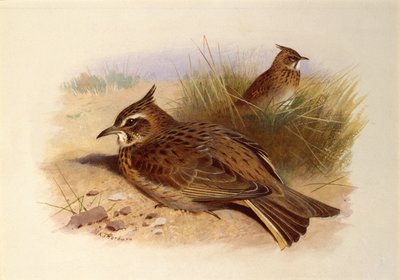 En krönt lärka, brittiska fåglar av Archibald Thorburn