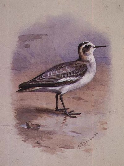 En grå Phalarope (akvarell) av Archibald Thorburn