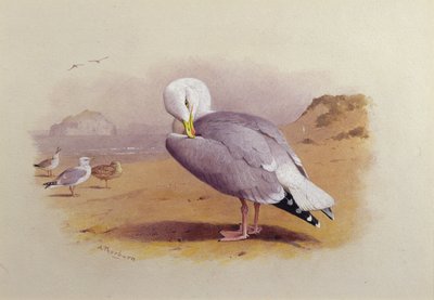 En fiskmås på en strand med Bass Rock Beyond (akvarell) av Archibald Thorburn