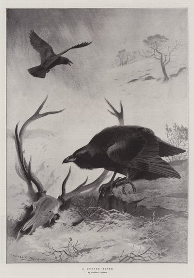 En hungrig korp av Archibald Thorburn