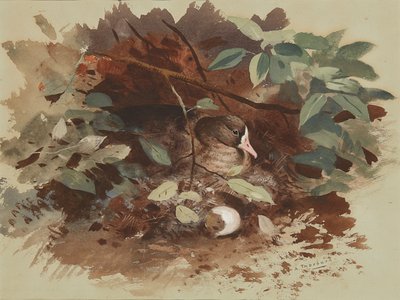 En häckande gås (akvarell på blått papper) av Archibald Thorburn