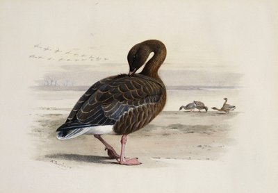 En rosafotad gås av Archibald Thorburn