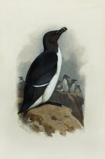En rakblad av Archibald Thorburn