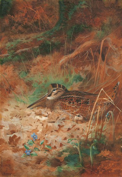 En skogssnäppa och fågelunge i undervegetation av Archibald Thorburn