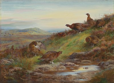 En vall av orre vid en källa av Archibald Thorburn