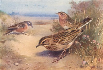 Alp- eller vattenpiplärka, rödstrupig piplärka, Richardspiplärka (färglitografi) av Archibald Thorburn
