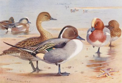 Bläsand (hane och hona), stjärtand (hane och hona), bläsand (hane och hona) (färglitografi) av Archibald Thorburn