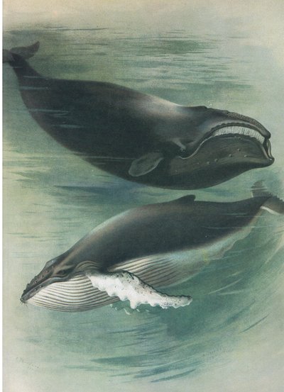 Atlantic White Whale and Humped Back Whale, från Thorburn