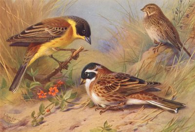 Svarthuvad bunting, majsbunting, rustik bunting (färglitografi) av Archibald Thorburn