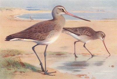 Svartstjärtad labb (vinter), barstjärtad labb (vinter) (färglitografi) av Archibald Thorburn