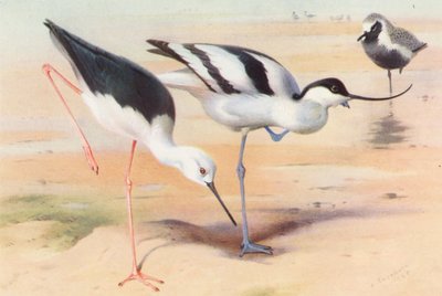 Svartvingad stjärtmes, avocet, gråhakedopping (sommar) (färglitografi) av Archibald Thorburn
