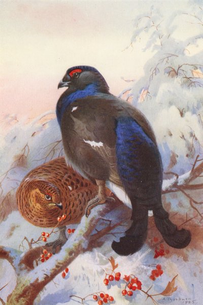 Orre (hane och hona) (färglitografi) av Archibald Thorburn