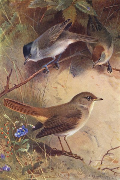 Svarthätta (hane och hona), näktergal (färglitografi) av Archibald Thorburn