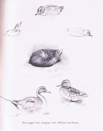Blue Winged Teal, Garganey, Teal, Gräsand och Pintail, 1938 av Archibald Thorburn