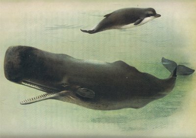 Bottle Nosed Whale and Kaskelot, från Thorburns Mammals publicerad av Longmans and Co, ca. 1920 av Archibald Thorburn
