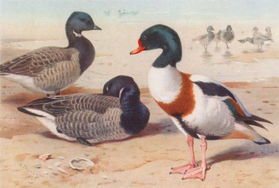 Bläsgås, skedand (färglitografi) av Archibald Thorburn