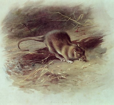 Brunråtta (Rattus norvegicus) 1918 av Archibald Thorburn