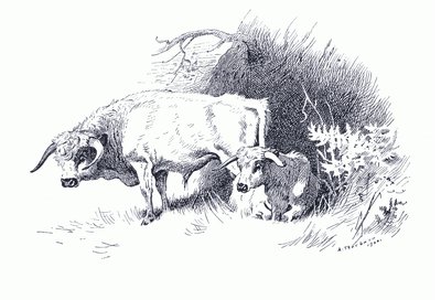 Boskap, från Thorburn