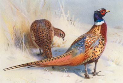 Kinesisk ringhalsad fasan (hane och hona) (färglitografi) av Archibald Thorburn
