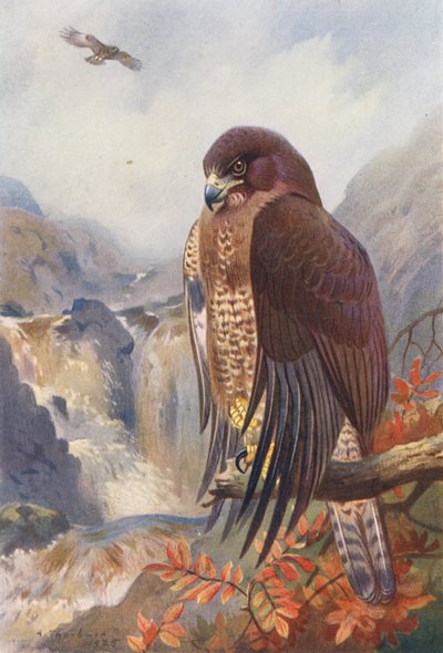 Fjällvråk (färglitografi) av Archibald Thorburn