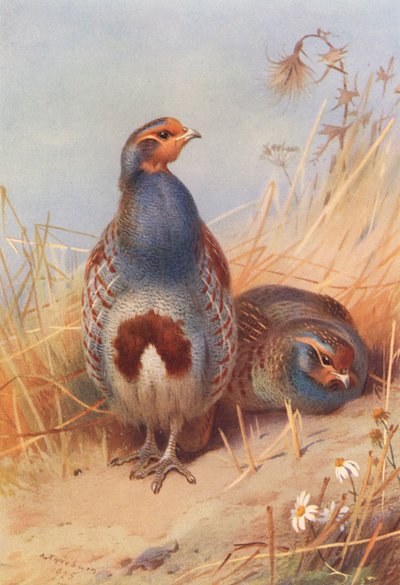 Rapphöna (hane och hona) (färglitografi) av Archibald Thorburn