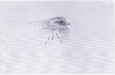 Common Partridge, pub. av Book Club Associates av Archibald Thorburn