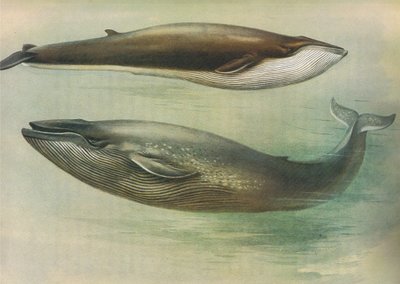 Common Rorqual, Sibbalds Rorqual eller Blue Whale, från Thorburns Mammals publicerad av Longmans and Co, ca. 1920 av Archibald Thorburn