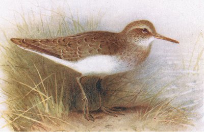 Vanlig sandsnäppa, från Birds of the British Isles and Their Eggs publicerad av Frederick Warne & Co Ltd, 1958 av Archibald Thorburn