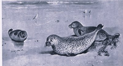 Common Seal, Nature in Britain publicerad av Collins av Archibald Thorburn