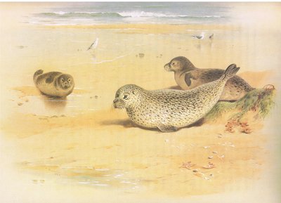 Common Seal, från Thorburns Mammals publicerad av Longmans and Co, ca. 1920 av Archibald Thorburn