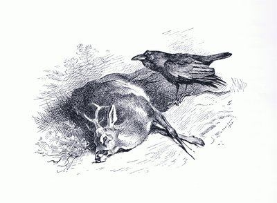 Dead deer and Raven, från Thorburn
