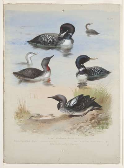 Divers, ca 1915 (akvarell & kroppsfärg över penna på papper) av Archibald Thorburn