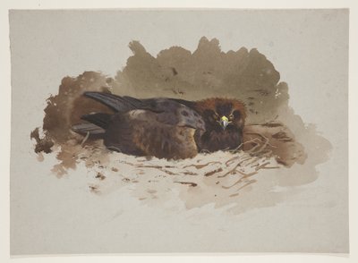 Örn på bo, ca 1915 (akvarell & kroppsfärg över penna på papper) av Archibald Thorburn