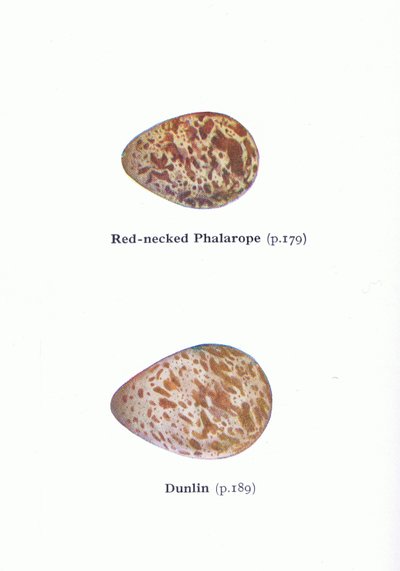Ägg: Red Necked Phalarope och Dunlin, från Birds of the British Isles and Their Eggs publicerad av Frederick Warne & Co Ltd, 1958 av Archibald Thorburn